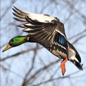 Meet your Posher, Levi